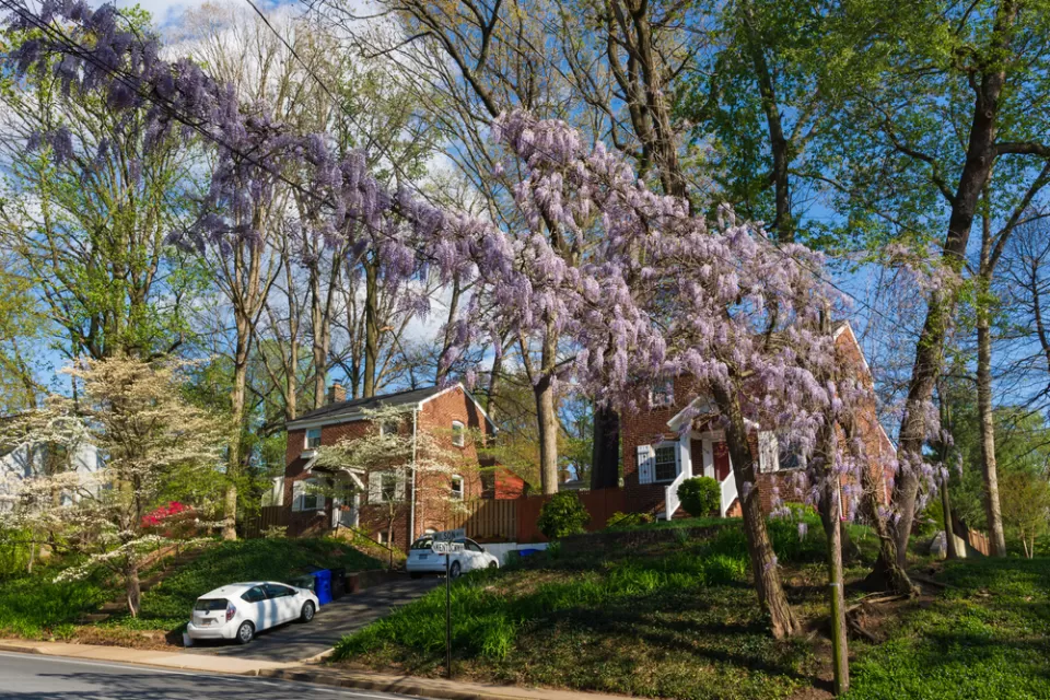 Red brick homes with blooming wisteria in foreground in Arlington, Virginia